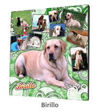 tela birillo